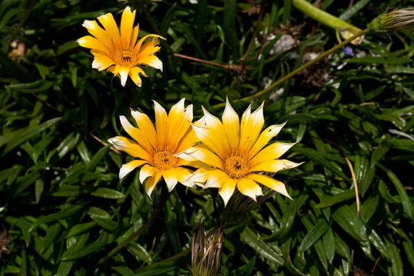 Yellow daisy with white tips between the bushes in the park — Stock Photo, Image