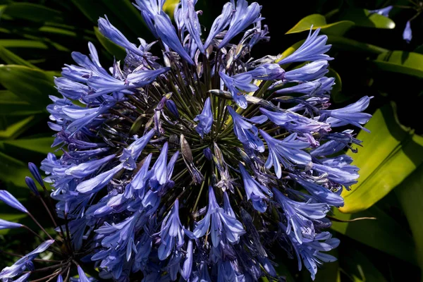 Lila agapanthus anläggning i den naturliga parken chile — Stockfoto