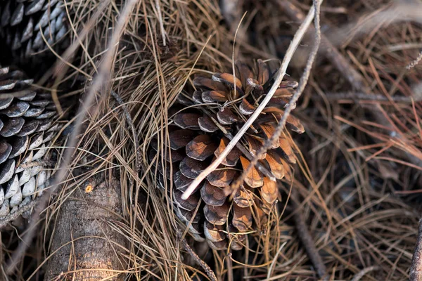 Vários cones de pinho marrom seco caíram no chão — Fotografia de Stock