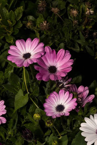 Pink daisy with a black center in the bushes in the park — 스톡 사진