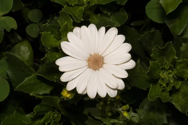 White daisy with light yellow center among the bushes in the park — 스톡 사진