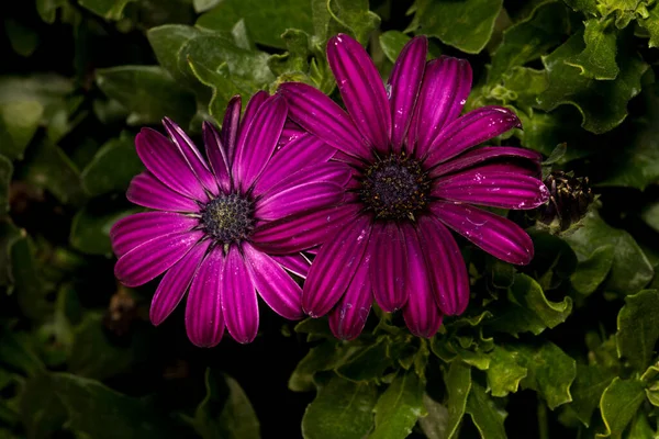 Purple daisy with a beautiful black center in the bushes in the park — 스톡 사진