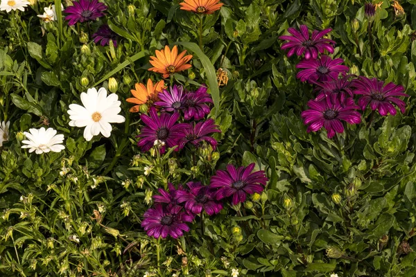 Several purple, yellow and white daisies among the bushes in the park — 스톡 사진