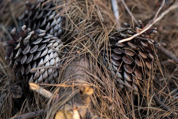 Vários cones de pinho marrom seco caíram no chão — Fotografia de Stock