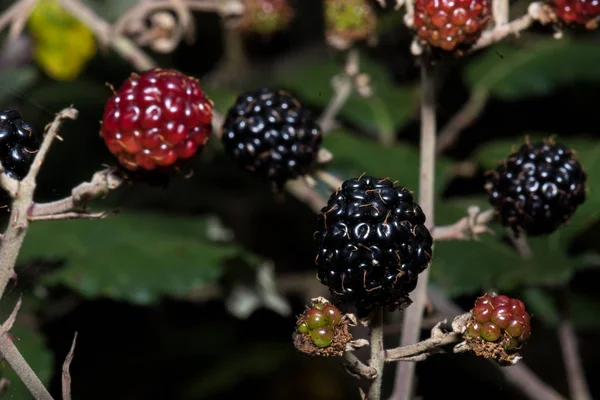 De sista björnbär som naturen erbjuder oss — Stockfoto