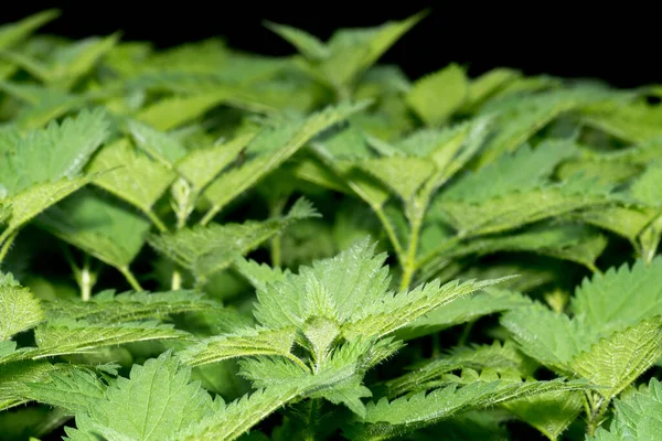 Nice macro photo of a group of nettles — Stock Photo, Image