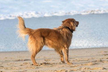 Kumsalda kahverengi bir köpek sahibiyle oynuyor.