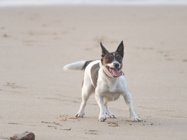 Beyaz ve kahverengi bir köpek topun sahile atılmasını bekliyor.