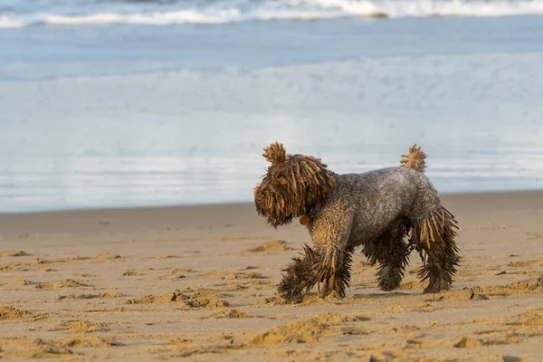 A dog with dreadlocks plays with a stick on the beach