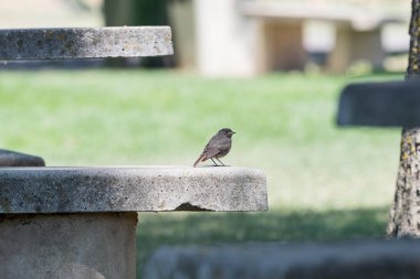 Beton bir bankta tünemiş kızıl saçlı bir kuş.