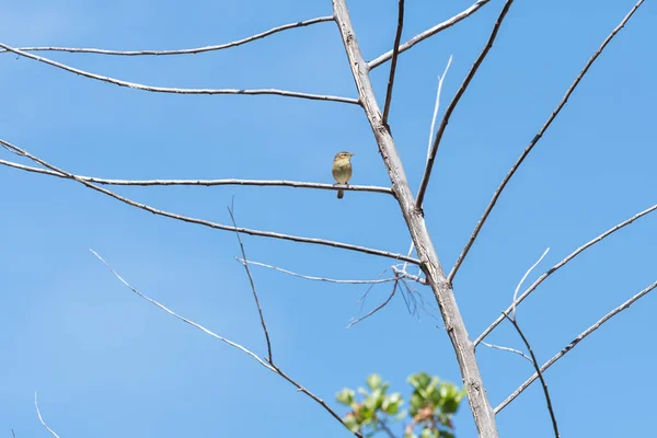 Oiseau Jaune Des Canaries Perché Sur Une Branche Arbre — Photo