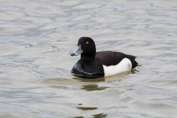 Black duck with white side feathers floating in a lake