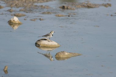 Parktaki bir göldeki kayaya tünemiş beyaz kuyruklu kuş.