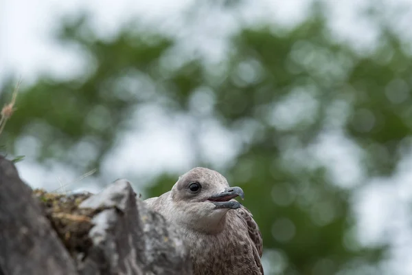 Mouette Sommet Mur Avec Flou Sur Les Arbres Arrière — Photo