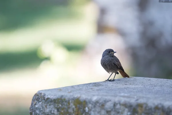 Ein Rothaariger Vogel Hockt Auf Einer Betonparkbank — Stockfoto