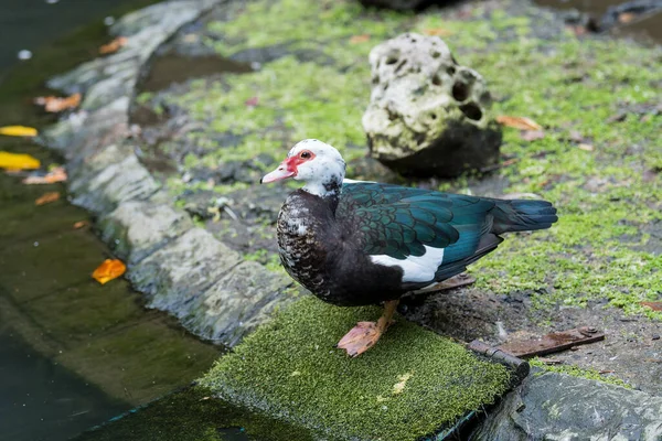 Pájaro Llamado Pato Moscovy Está Dentro Pequeño Estanque Parque — Foto de Stock