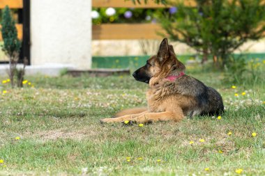 Kırmızı yakalı Alman çoban köpeği. Kulağının yarısı evde dinleniyor.