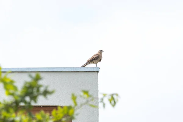 Oiseau Typiquement Chilien Appelé Tiuque Très Semblable Aigle Est Perché — Photo