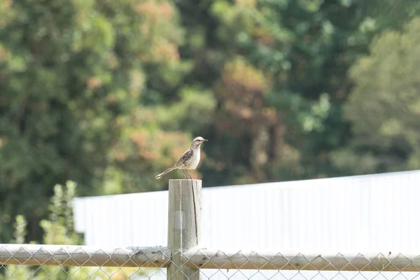 Pássaro Chileno Típico Chamado Tench Empoleirado Coluna Proteção Minha Casa — Fotografia de Stock