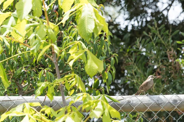 Oiseau Typiquement Chilien Appelé Loica Avec Plumage Rouge Perché Sur — Photo