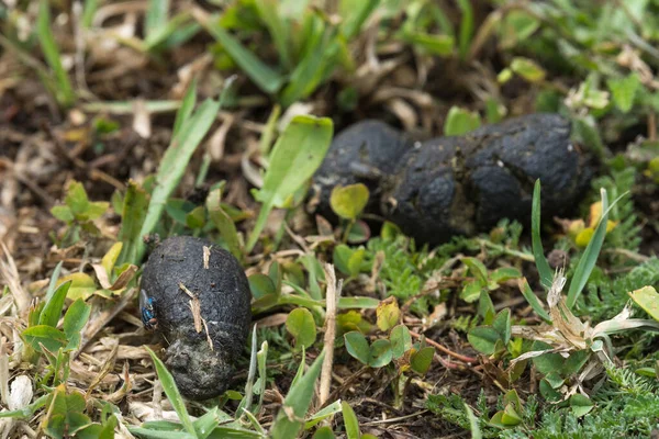depositphotos_351068420-stock-photo-group-black-dog-poop-garden.jpg