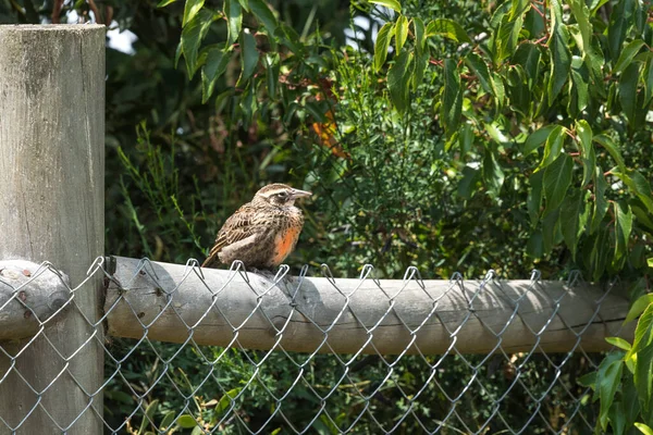 Oiseau Typiquement Chilien Appelé Loica Avec Plumage Rouge Perché Sur — Photo