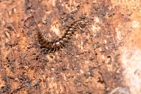 Macro Photo Centipede Fallen Rotten Log — Stock Photo, Image