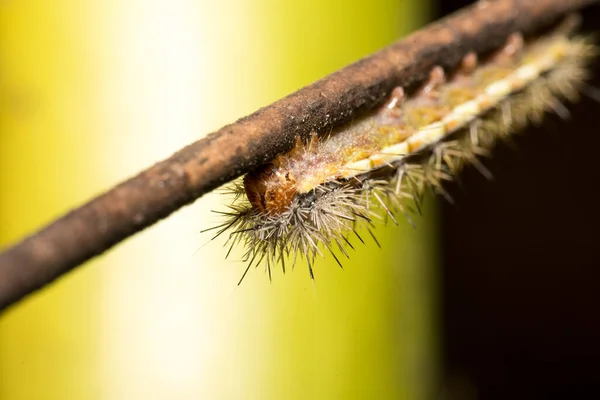 Macro Foto Una Oruga Muy Hermosa Con Varios Colores Pelos — Foto de Stock