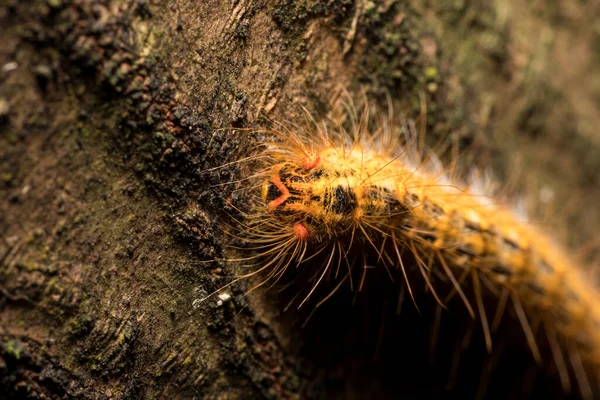 Macro Picture Very Beautiful Caterpillar Various Colors Hairs Walking Tree — Stock Photo, Image