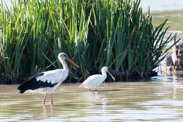 Una Cigüeña Una Garza Gris Posando Sobre Estanque — Foto de Stock