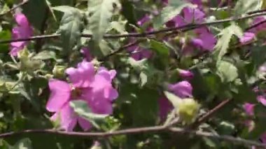 İlkbaharda Pembe Ev Bitkisi Çalı 'nın 4 km' lik videosu. Şili 'de kaydedildi