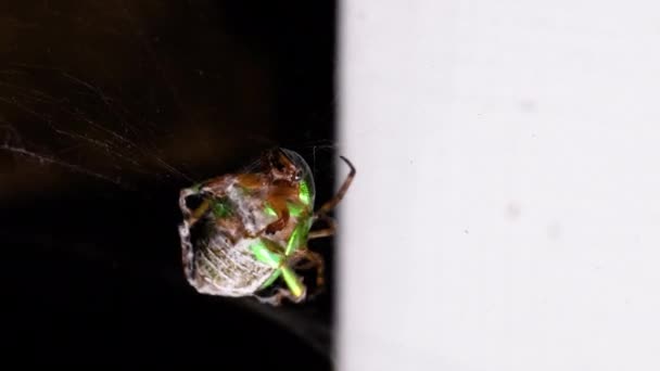 Insecto Vivo Verde Chileno Llamado San Juan Está Enredado Telaraña — Vídeos de Stock