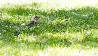 Serçe, çimenlerdeki çok küçük kuş, bol güneş ışığı var.