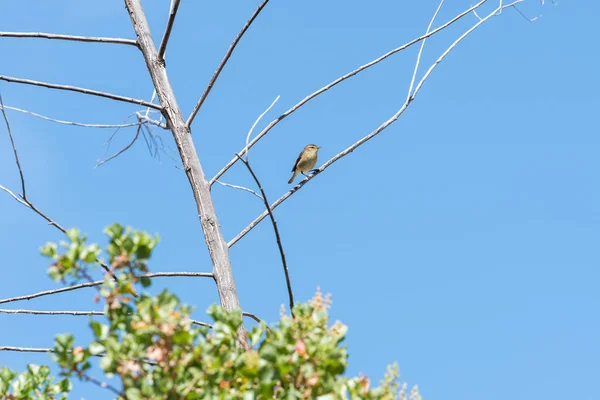 Kanarische Insel Gelber Vogel Hockt Auf Einem Ast — Stockfoto
