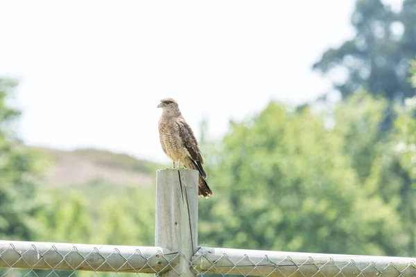 Pájaro Típico Chileno Llamado Tiuque Encaramado Viga Madera Casa — Foto de Stock