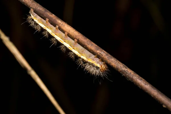 Macro Foto Una Oruga Muy Hermosa Con Varios Colores Pelos — Foto de Stock