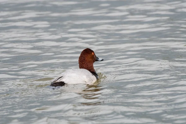 Pato Blanco Con Plumas Cabeza Marrón Flotando Lago — Foto de Stock