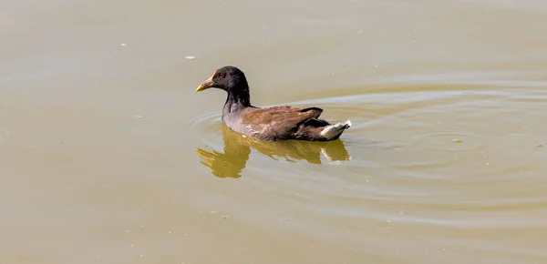 Brown duck with red eyes floating in a park pond