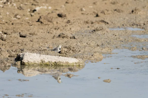 Pássaro Chamado Wagtail Branco Empoleirado Uma Rocha Uma Lagoa Parque — Fotografia de Stock