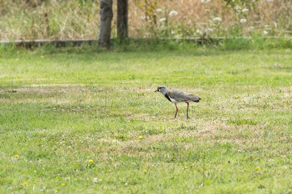 Pájaro Típico Chileno Llamado Queltehue Caminando Por Jardín — Foto de Stock