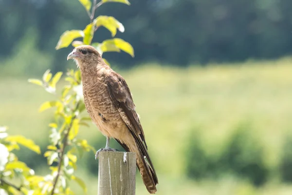 Oiseau Typique Chilien Appelé Tiuque Perché Sur Poutre Bois Maison — Photo