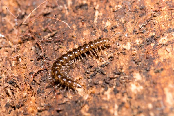 Macro Foto Ciempiés Tronco Caído Podrido — Foto de Stock