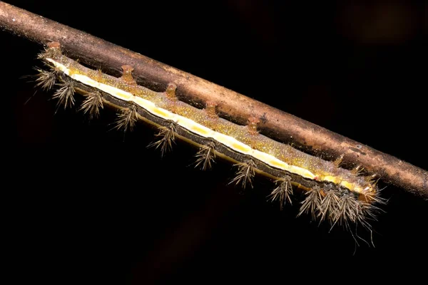 아름다운 애벌레가 나뭇가지 — 스톡 사진