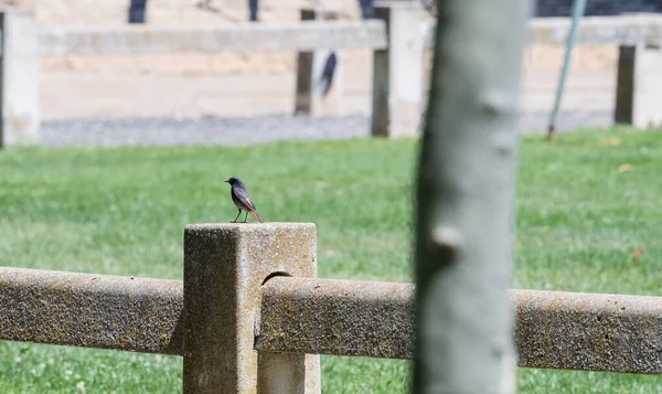 Oiseau Roux Noir Sur Poteau Clôture Terrain Football — Photo