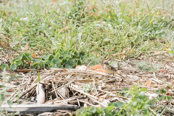 Pássaro Amarelo Ocidental Camuflando Grama Parque — Fotografia de Stock