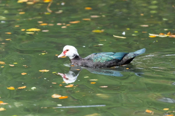 Pájaro Llamado Pato Moscovy Está Dentro Pequeño Estanque Parque — Foto de Stock