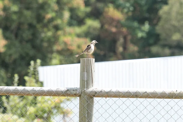 Oiseau Typiquement Chilien Appelé Tanche Perchée Sur Colonne Protection Maison — Photo