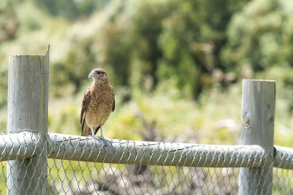 Oiseau Typique Chilien Appelé Tiuque Perché Sur Poutre Bois Maison — Photo