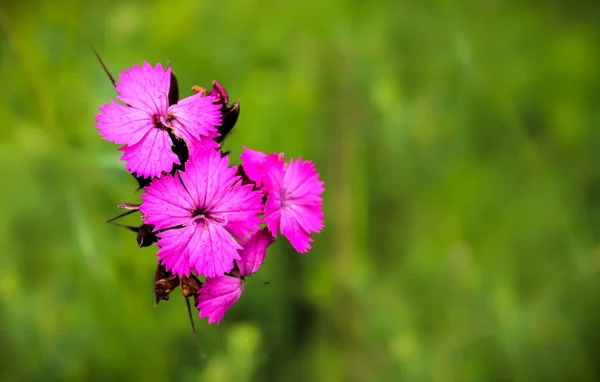 Dainthus fuşya çiçek makro