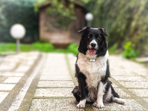 Sınır çoban köpeği portresi